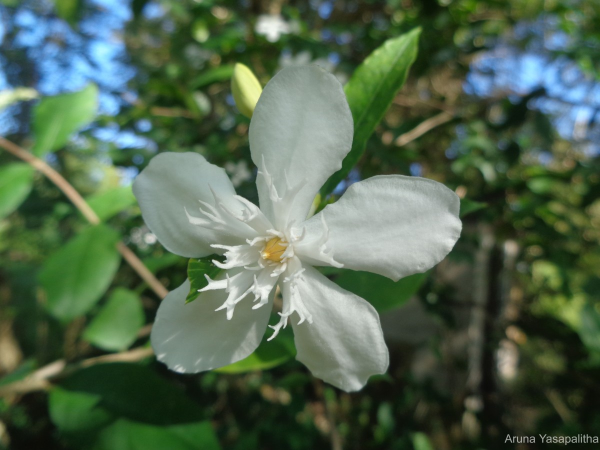 Wrightia antidysenterica (L.) R.Br.